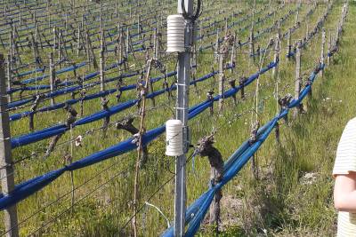 Eine Messstation im Weinberg