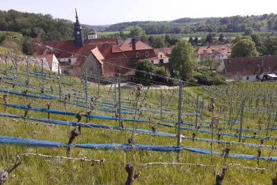 Der Weinberg nach dem Spätfrostereignis