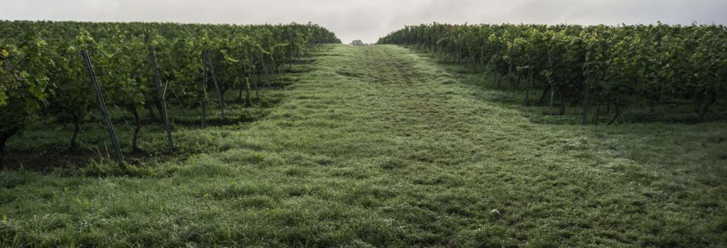 2009_Wein_Feld
